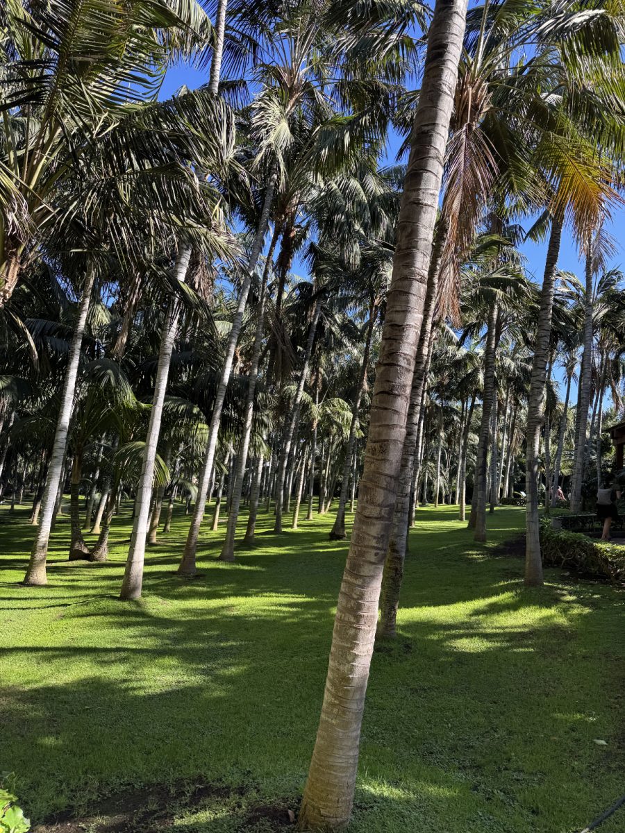 Loro parque se nahaja na bolj zelenem delu otoka.