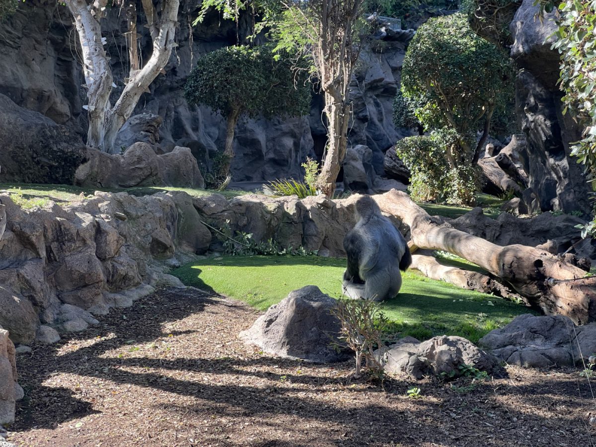 Gorila v Loro Parque.