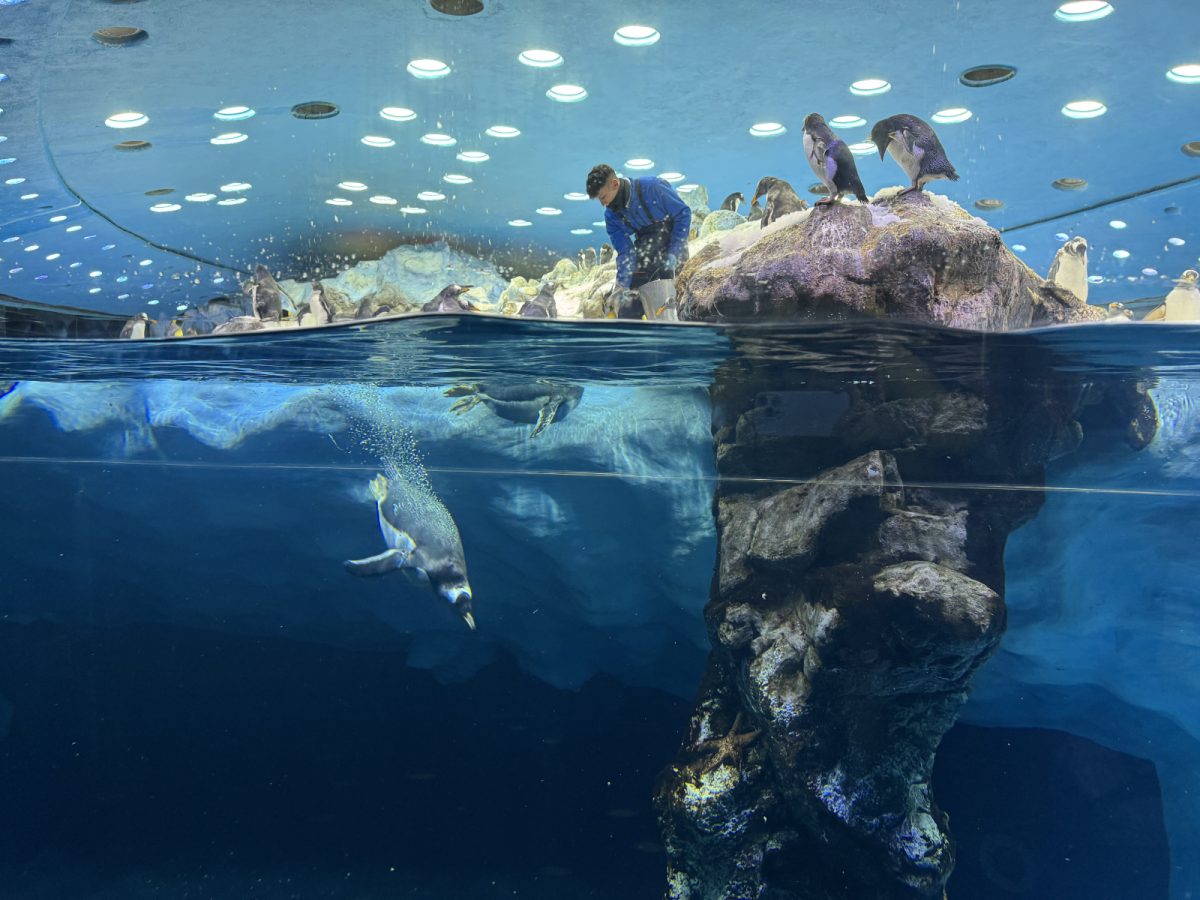 Kraljevski pingvini.