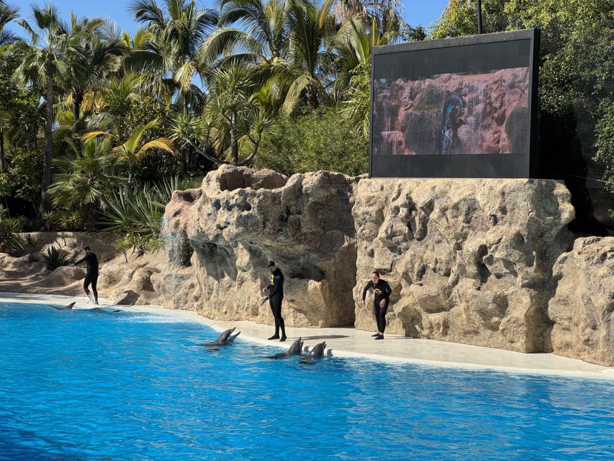 Predstava z delfini.