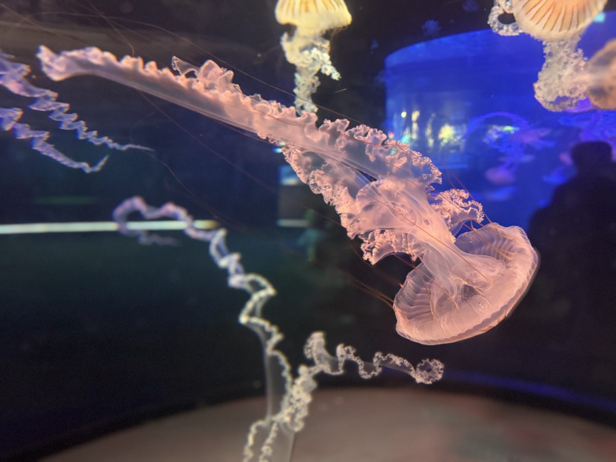 Na ogled je 9 različnih vrst.