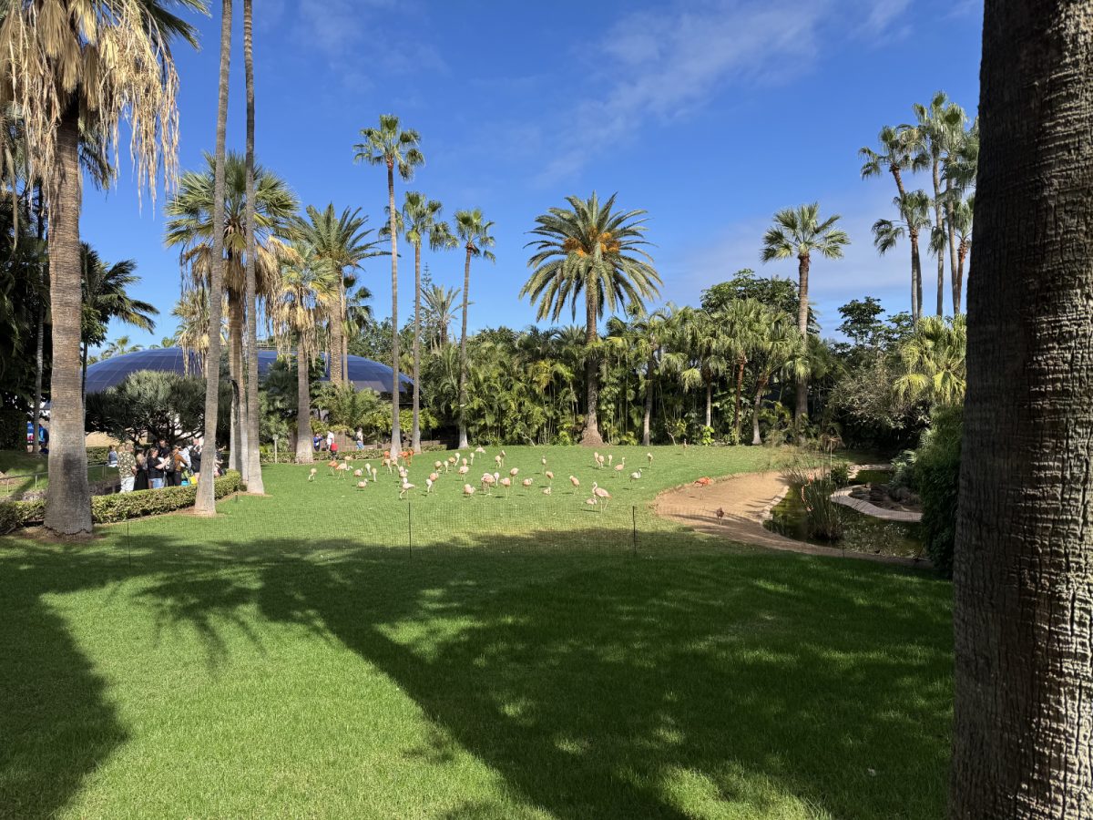 Plamenci ali flamingi.