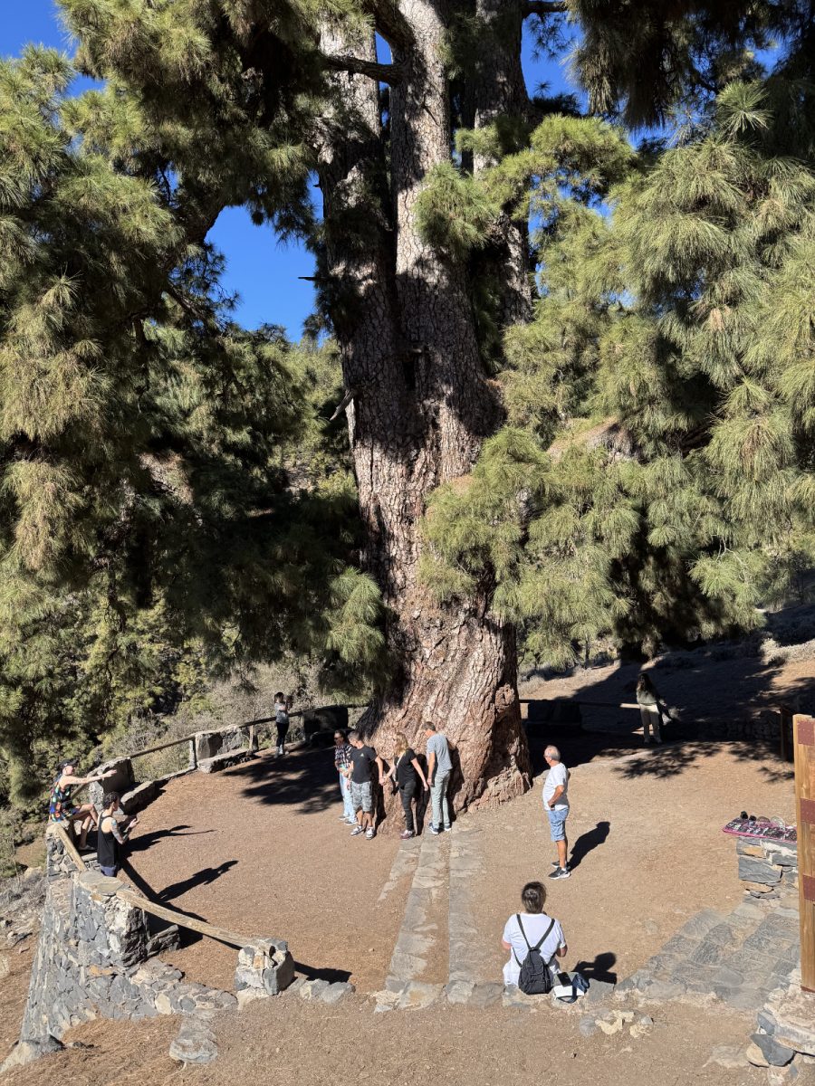 Najvišje drevo na otoku.